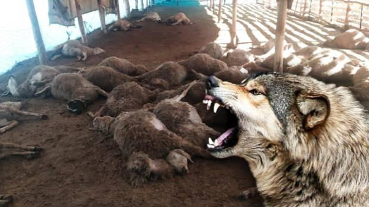 Malatya’da ağıla giren kurt sürüsü dehşet saçtı: 42 koyun telef oldu 
