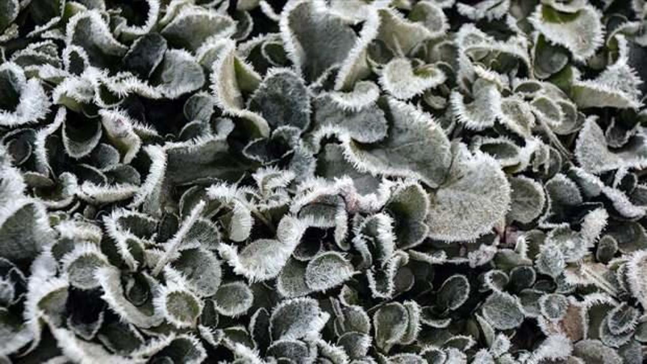 Sarıkamış'ta soğuk hava yüzünden derelerdeki şelaleler, bitkiler ve camlar dondu
