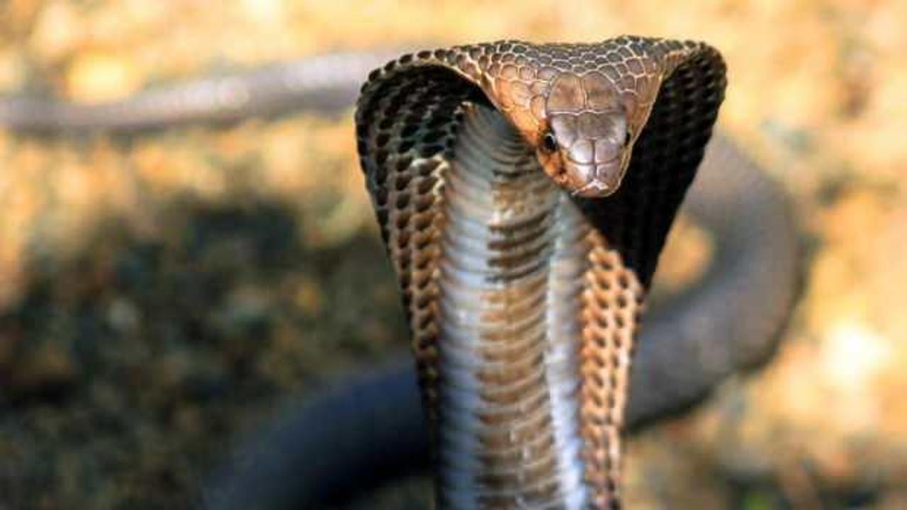 8 yaşındaki çocuk zehirli kobrayı ısırarak öldürdü