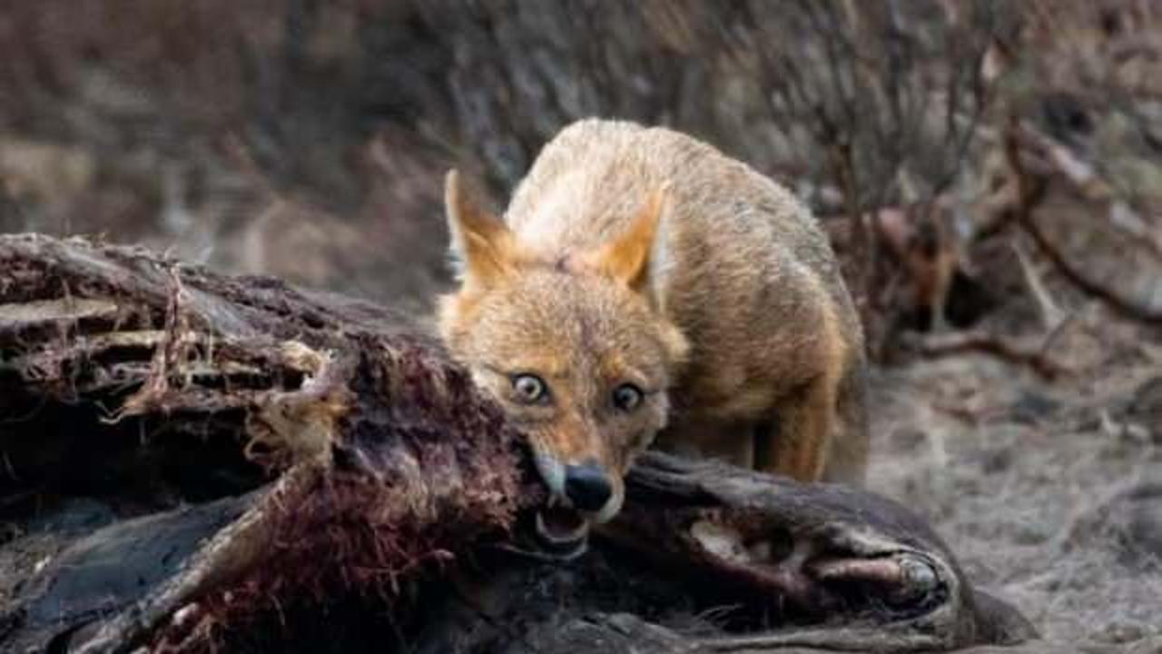 Afyonkarahisar’da çakal, geyiği parçalarken görüntülendi