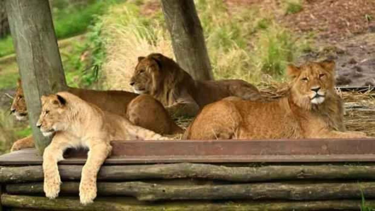 Avustralya'da beş aslan sergilendikleri alandan kaçtı