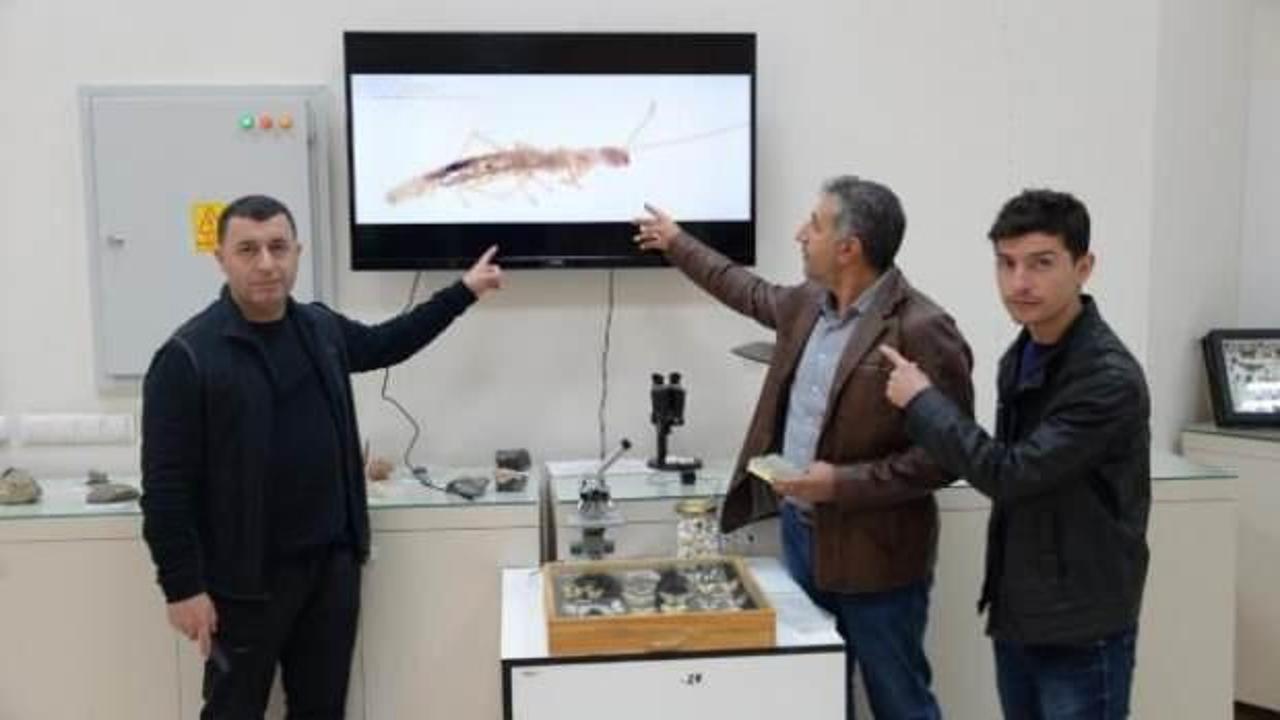 Diyarbakır'da yol &ccedil;alışmasında yeni bir b&ouml;cek cinsi bulundu