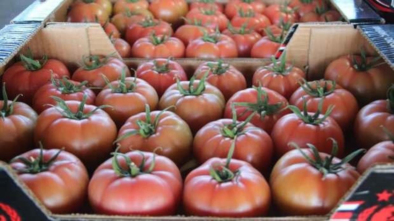 Antalya'da başladı: 15 Kasım'dan itibaren &uuml;r&uuml;n bollaşacak
