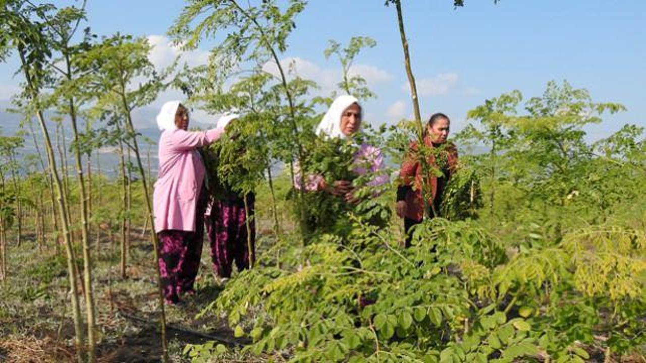 Başkan Erdoğan bahsetmişti! Gaziantepli kadınlar 'moringa'yı işte böyle üretiyor