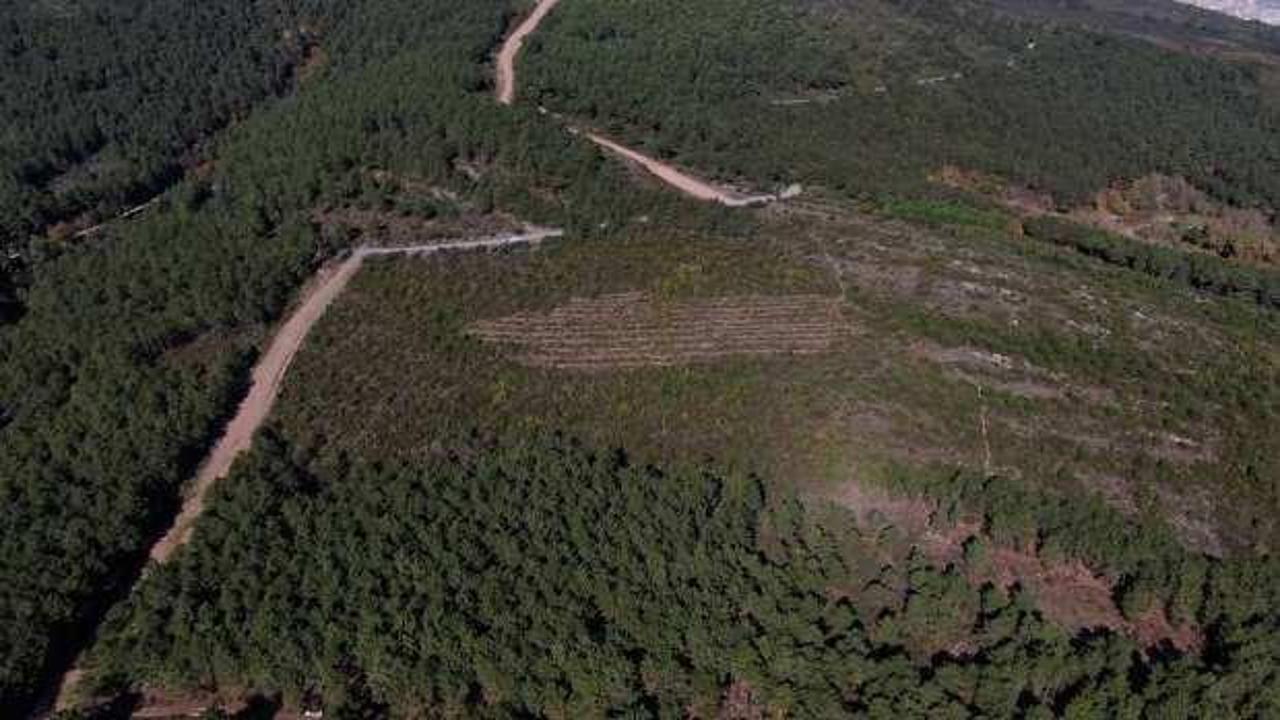 PKK'lılar yakmıştı! İşte 'İstanbul'un oksijen deposu' Aydos Ormanı'nın son hali