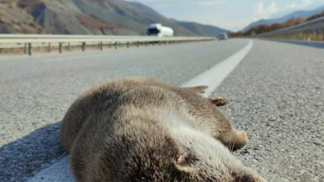 Karayolunda &ouml;l&uuml; halde bulundu! Nesli t&uuml;keniyor