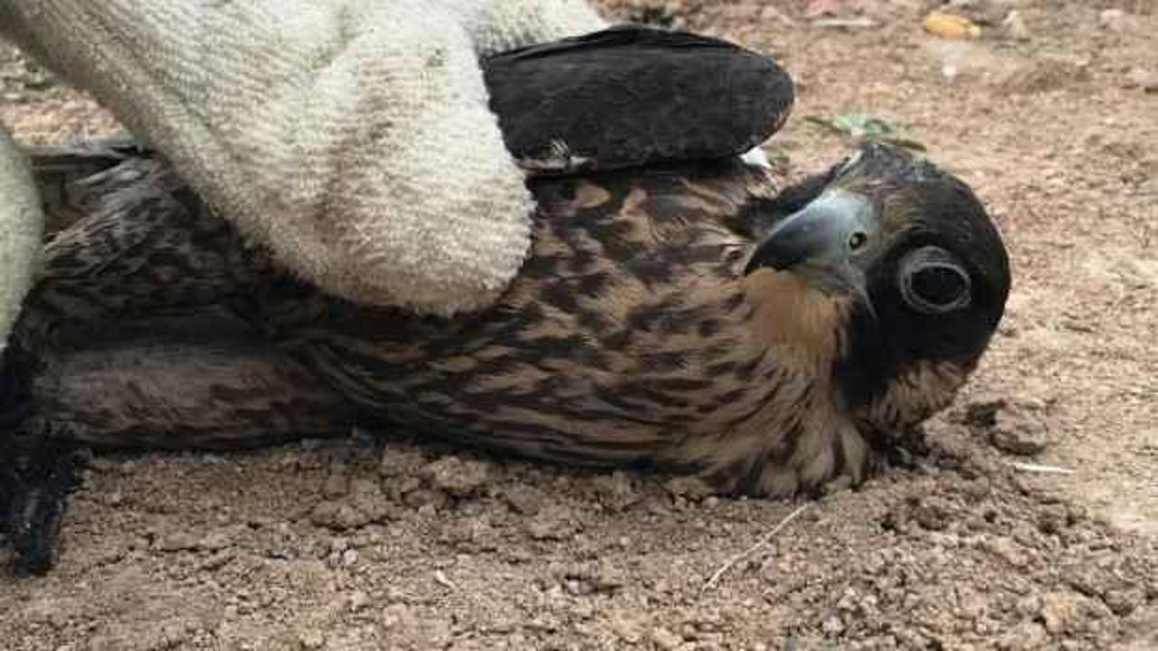 Konya'da akılalmaz olay! Ayakları bağlı halde bulundu
