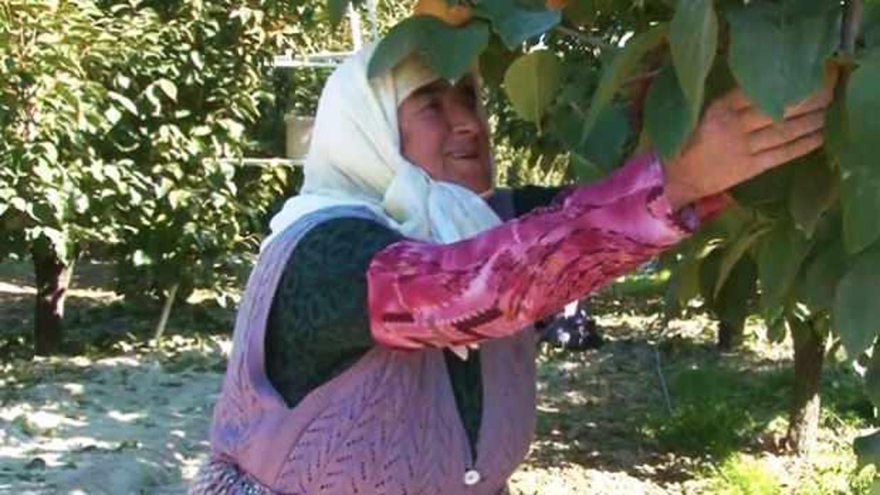 Torununun torunuyla tarlada hasat yapan &ccedil;ift&ccedil;i Raziye teyze hayrete d&uuml;ş&uuml;rd&uuml;!