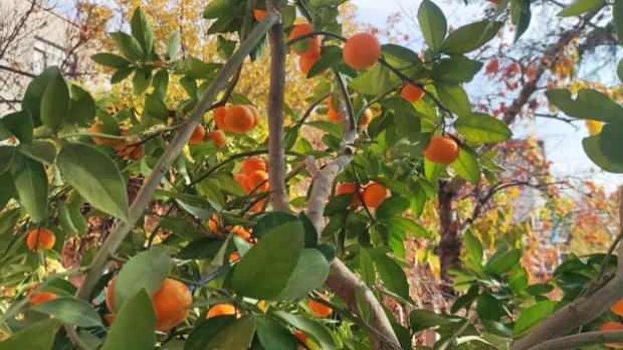 Ankara'da mandalina yetiştirildi! G&ouml;renler şaştı kaldı