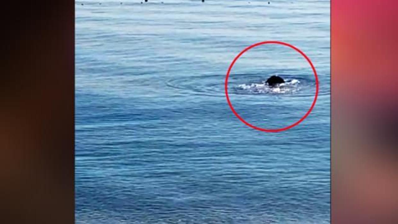 Antalya'da nesli en tehlike altında olan t&uuml;r g&ouml;r&uuml;ld&uuml;! D&uuml;nya &uuml;zerinde sadece 750 tane var