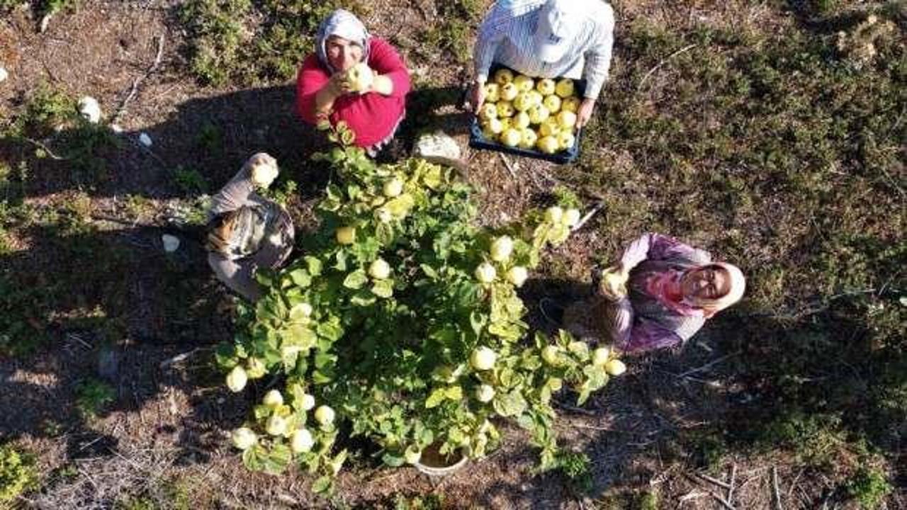 Atıl araziye ekti, şimdi her bir ağacı 30 kilo meyve veriyor