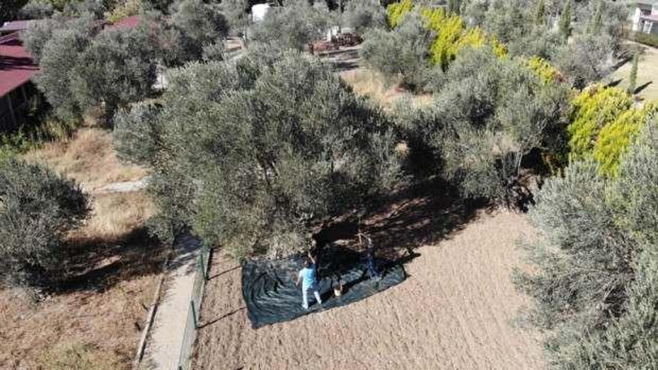 Balıkesir'de 830 yıllık ağa&ccedil;tan &ouml;zel hasat