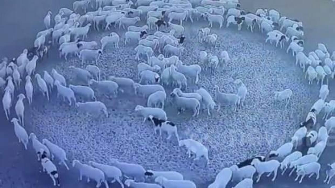 Esrarengiz olay! 12 gün boyunca dönen dev koyun sürüsünün sağlık kontrolü yapıldı
