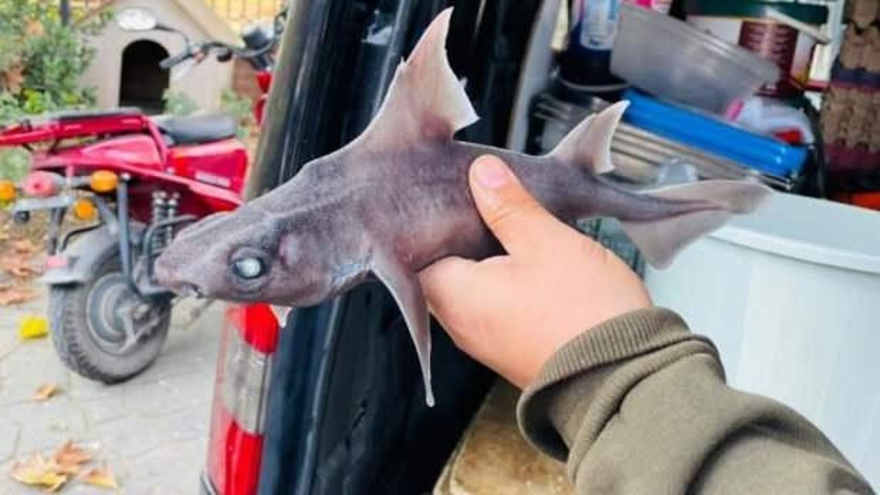 Yalova'da 'domuz k&ouml;pekbalığı' şaşkınlığı!