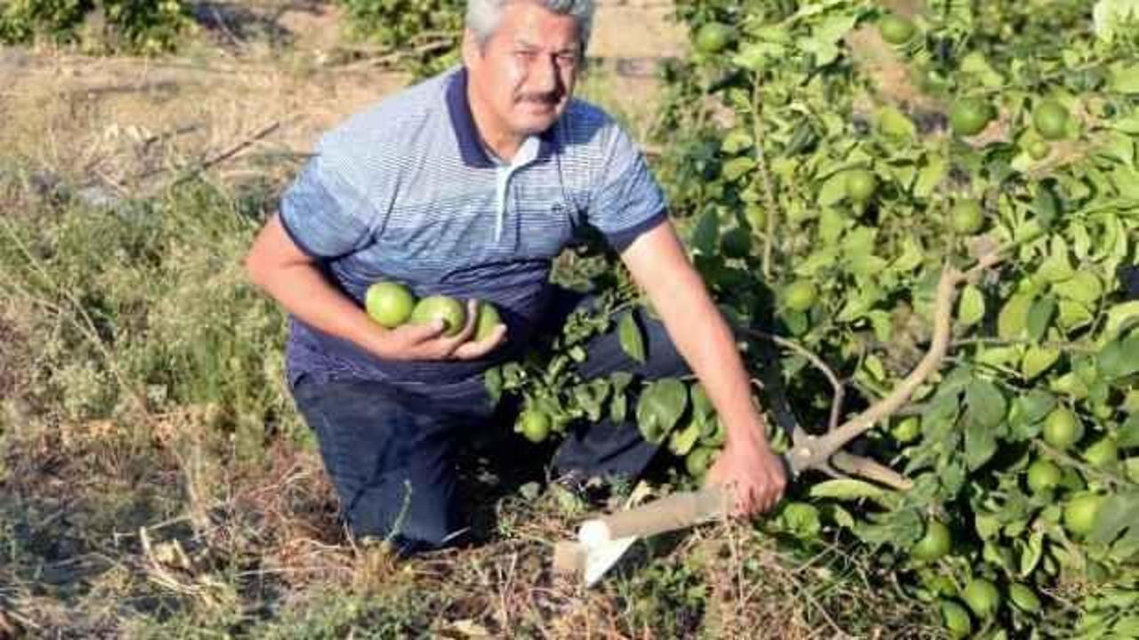 Yok böyle vicdansızlık! 600 limon ağacını kökünden kestiler