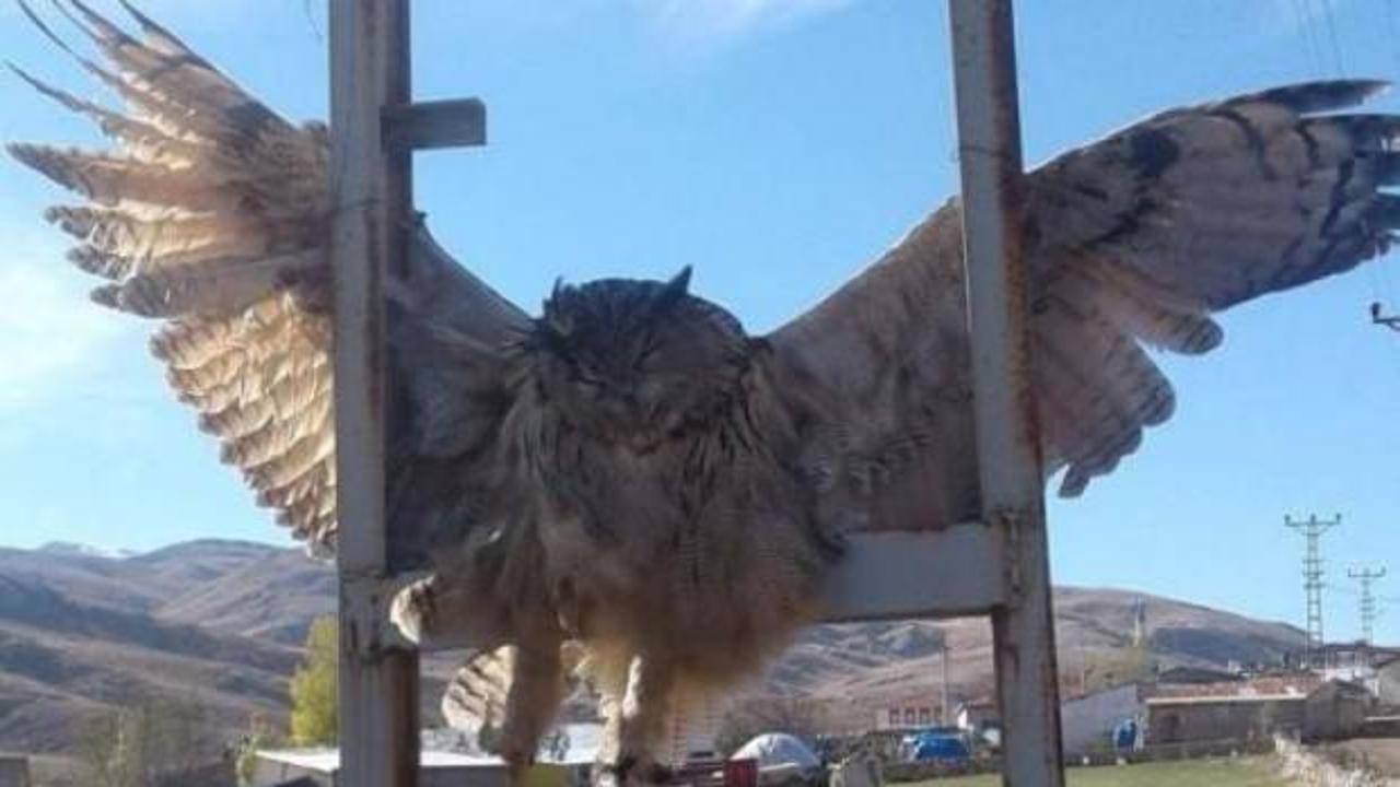 K&ouml;yl&uuml;ler g&ouml;r&uuml;nce şaşkına d&ouml;nd&uuml;! Dev baykuş bu halde bulundu