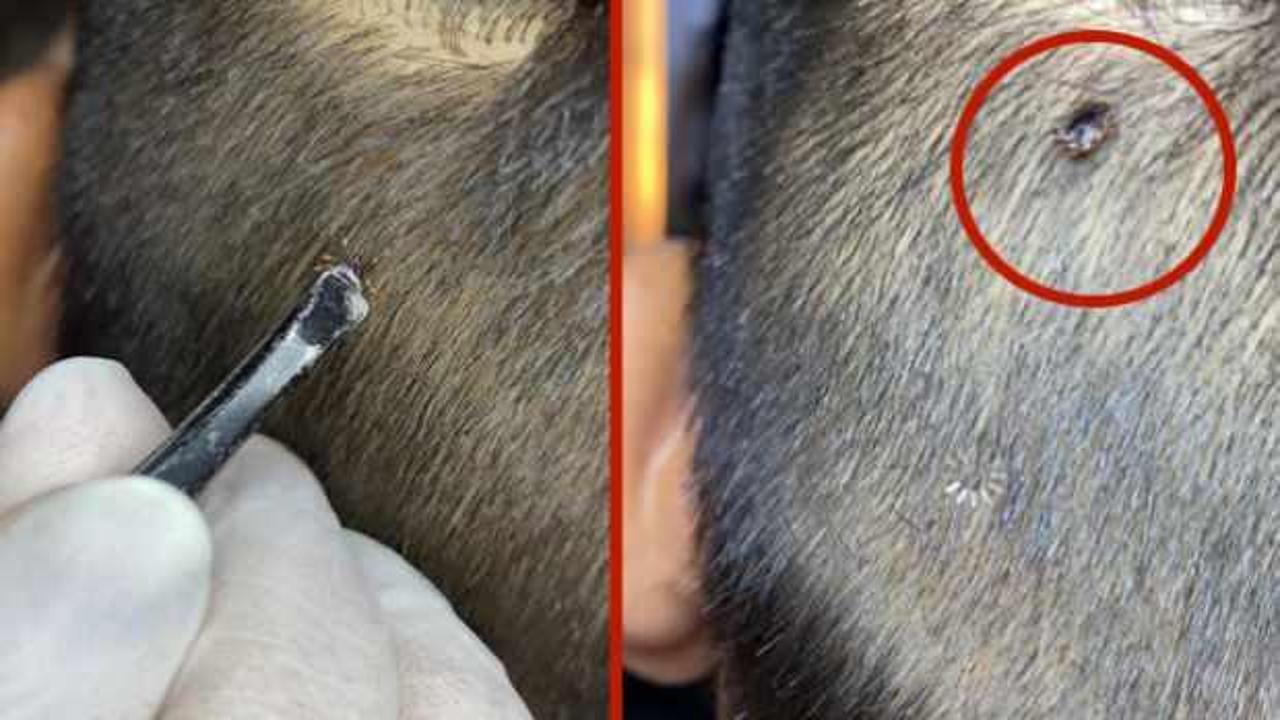 Adana'da akılalmaz olay: Gittiği berber kafasında fark etti, hayatı kurtuldu