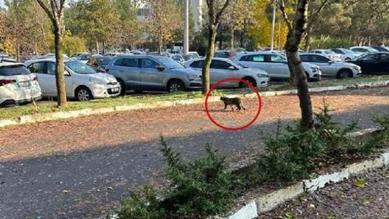 Üniversite kampüsünde görüntülendi! Nesli tehlike altında