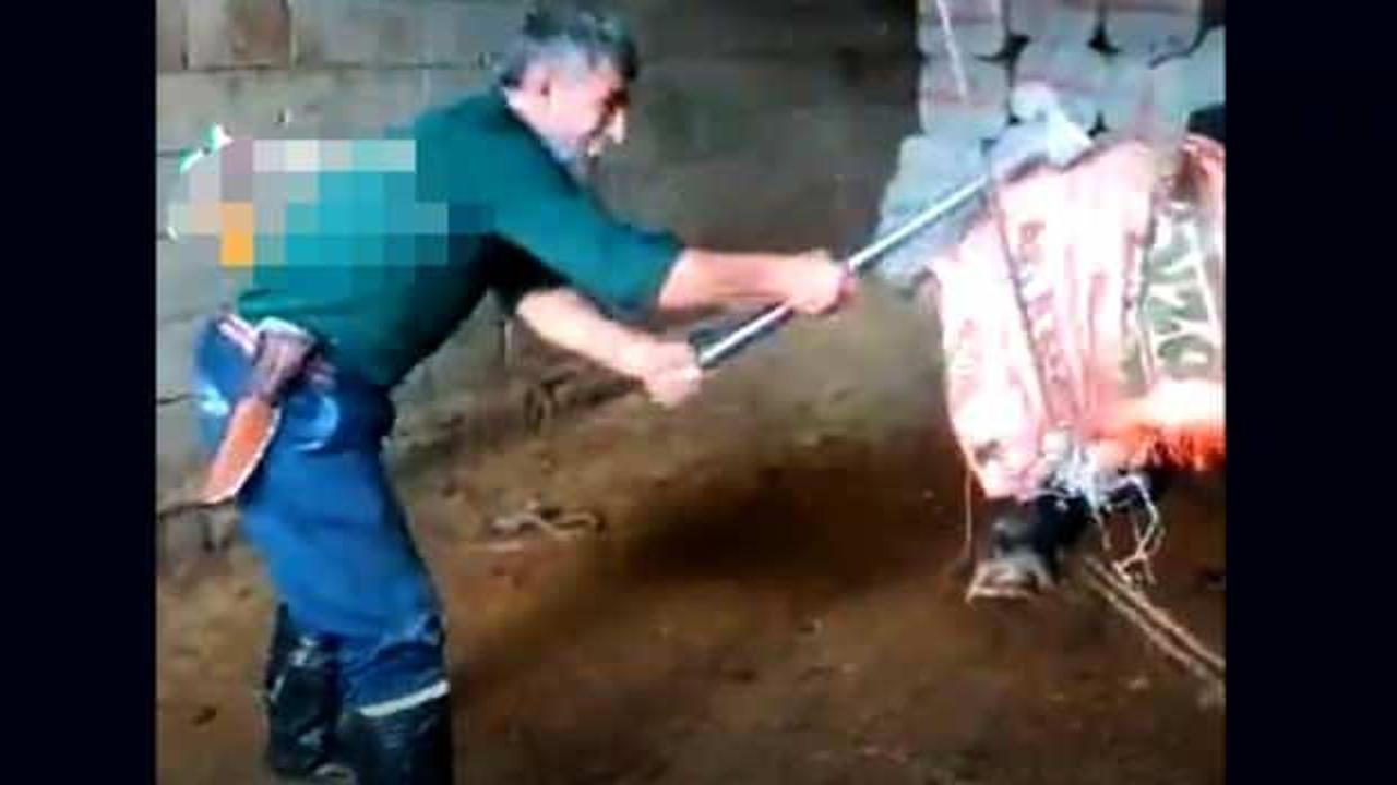 Vicdansız kasap, keseceği boğanın kafasına defalarca balyoz vurarak katletti