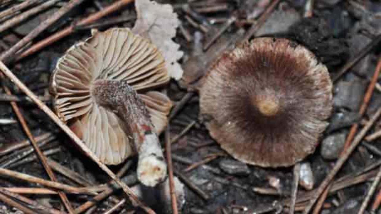 Aydın'da yepyeni mantar t&uuml;r&uuml; keşfedildi! D&uuml;nyada sadece &uuml;lkemizde yetişiyor!