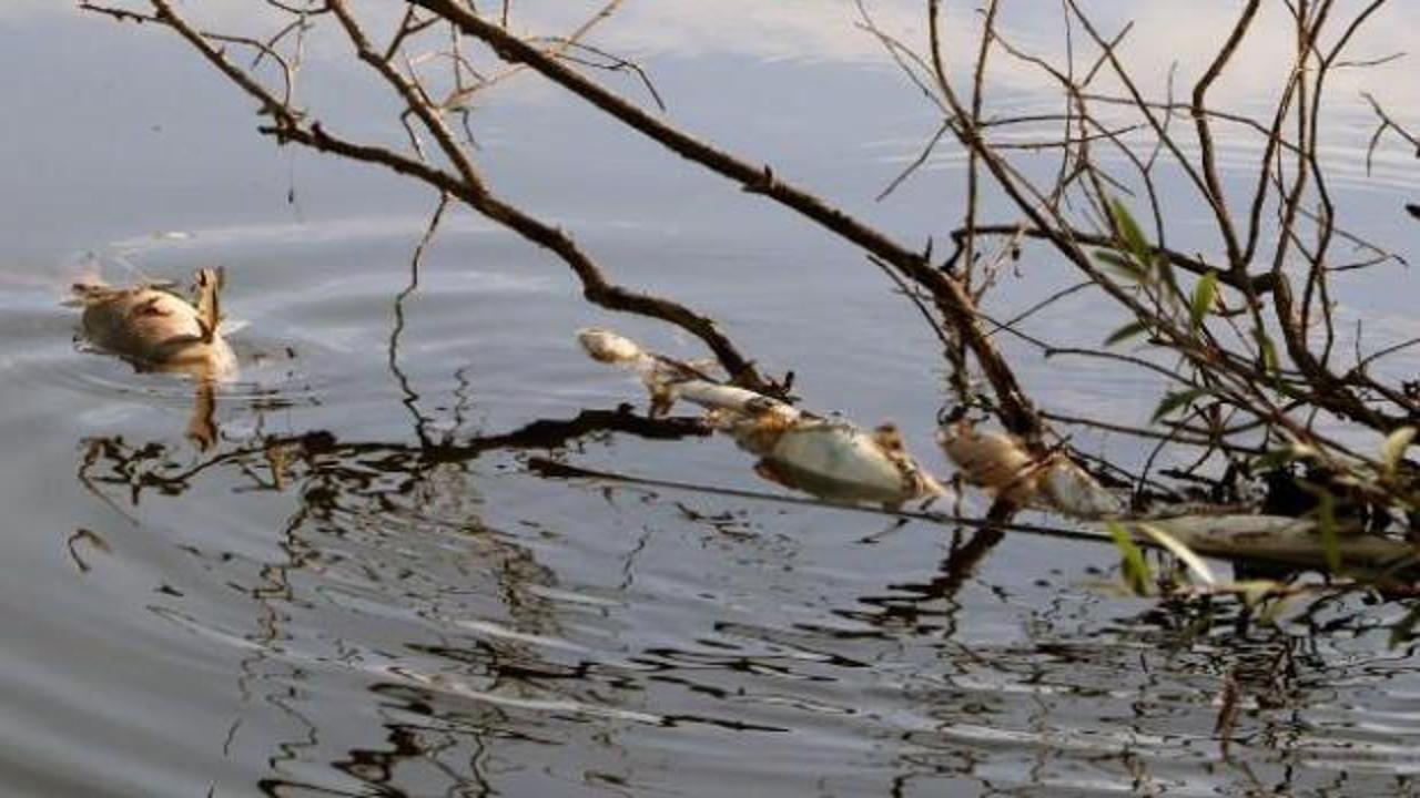 Ceyhan Nehri'ndeki balık ölümleri araştırılıyor