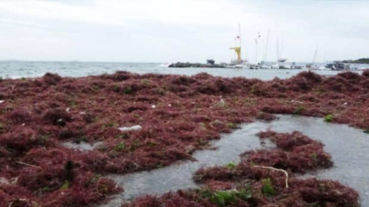 Kadık&ouml;y'de şaşırtan g&ouml;r&uuml;nt&uuml;: Lodos sonrası sahil kırmızı yosunlarla kaplandı
