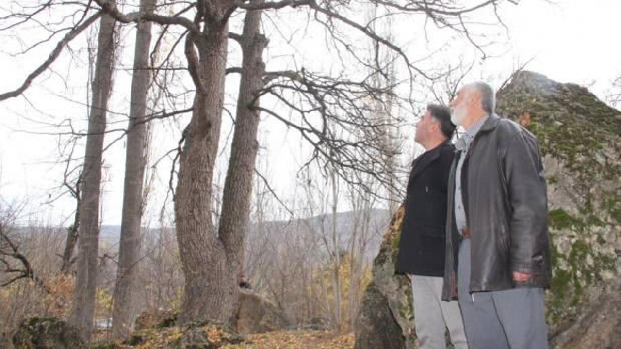 T&uuml;rkiye&rsquo;nin en b&uuml;y&uuml;k fındık ağacı bulundu