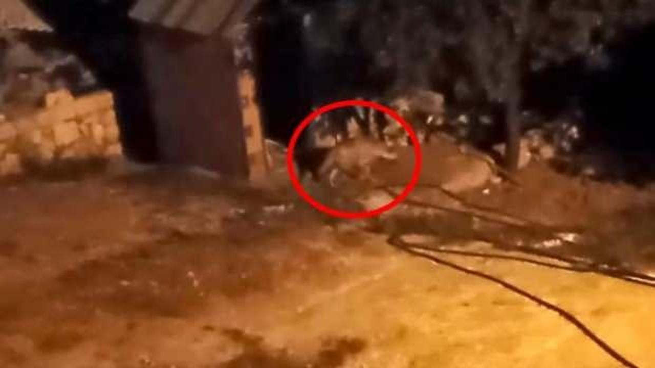 Adıyaman'da şoke eden g&ouml;r&uuml;nt&uuml;! Bah&ccedil;esine sırtlan girdi