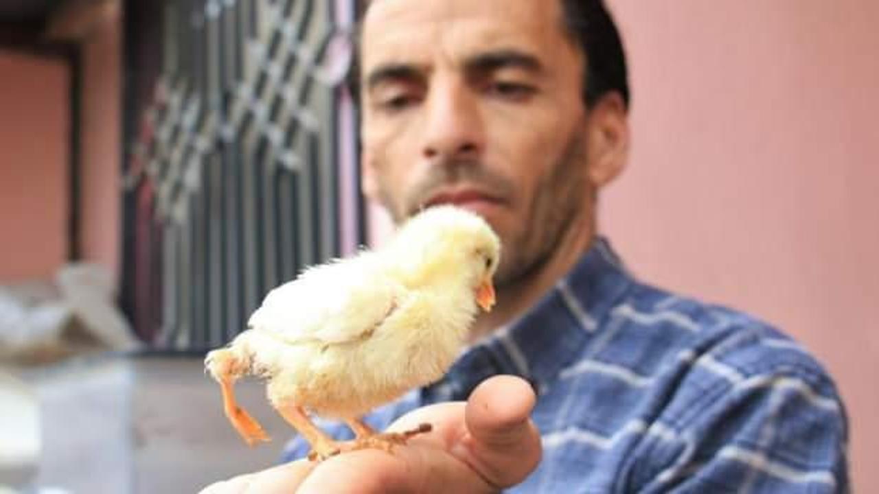 Görenleri şaşkına çeviren civciv! 10 katı fiyat teklif ettiler