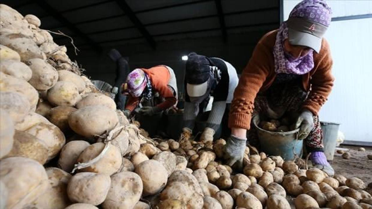 Doğu Anadolu'nun patates havzasından ekonomiye 800 milyon lira katkı