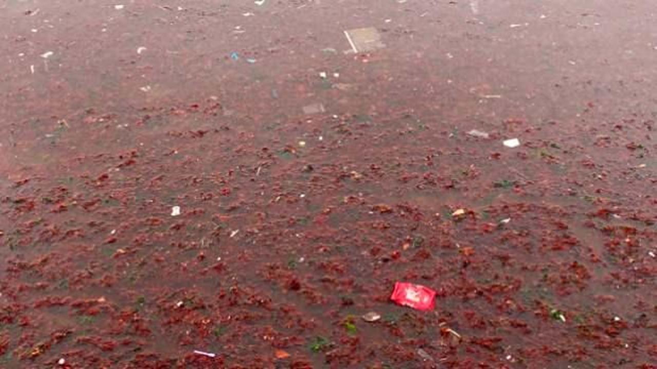 İstanbul'da &uuml;rk&uuml;ten manzara! T&uuml;m sahili kapladı 