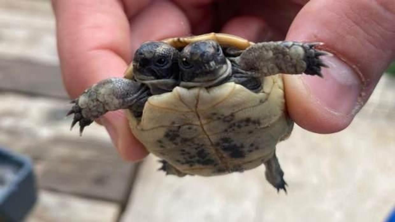 K&ouml;y imamı tarafından bulundu! G&ouml;renler hayrete d&uuml;ş&uuml;yor