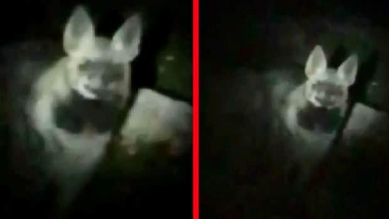 Adıyaman'da akılalmaz olay! Karanlıkta y&uuml;r&uuml;yen vatandaşın karşısına iki sırtlan &ccedil;ıktı! 