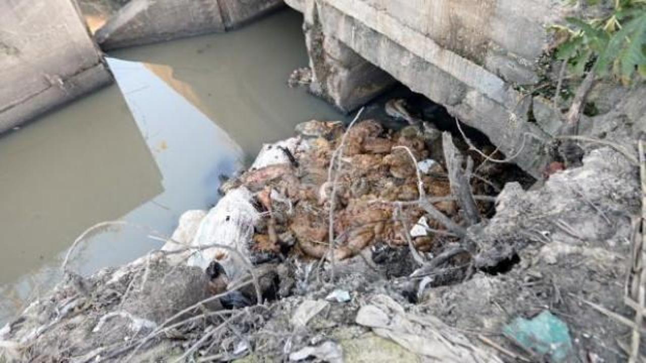 Dere yatağında akılalmaz g&ouml;r&uuml;nt&uuml;! &Ccedil;ok sayıda eşek başı bulundu