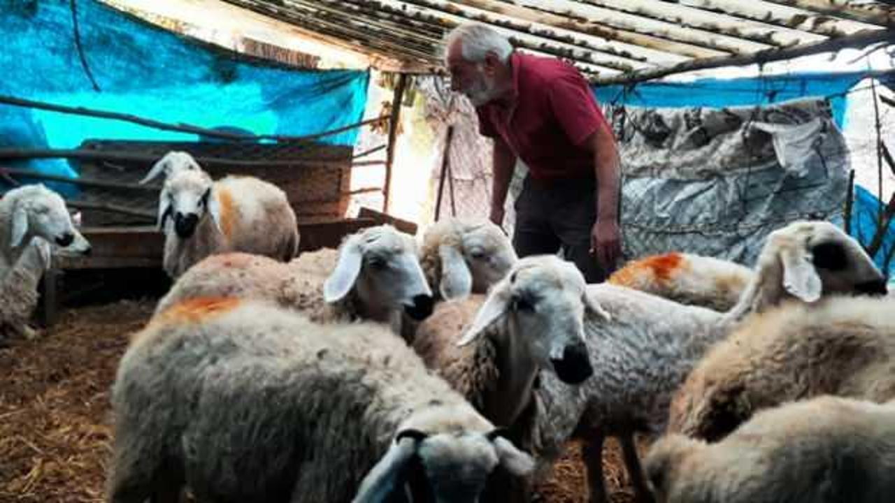 K&ouml;yl&uuml;ler diken &uuml;st&uuml;nde! Gizemli yırtıcı hayvan k&ouml;ydeki 48 hayvanı telef etti