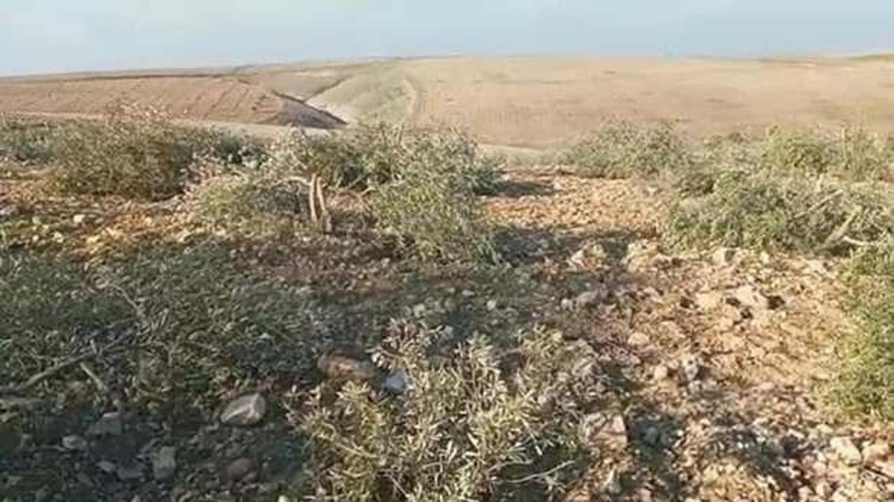 Yok b&ouml;yle vicdansızlık! Y&uuml;zlerce zeytin ve fıstık ağacını kestiler