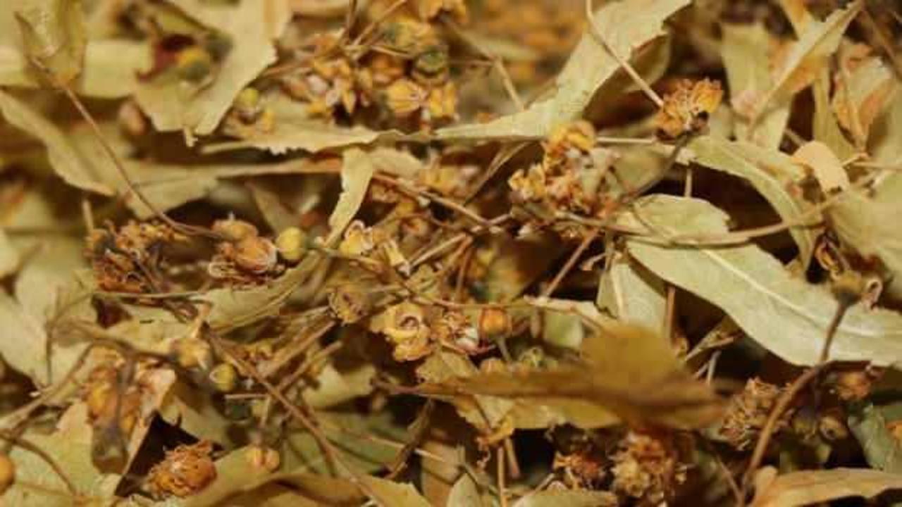 Ihlamurun fiyatı uçtu: Kilosu 400 TL