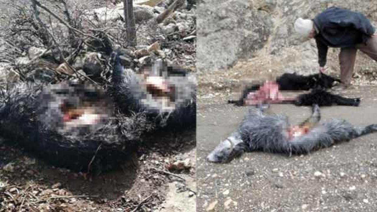 Isparta&rsquo;da ağıla giren kurt, 6 ke&ccedil;iyi telef etti