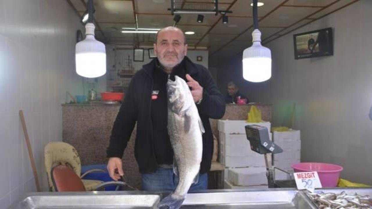 Karadeniz'de 4,5 kiloluk levrek avlandı