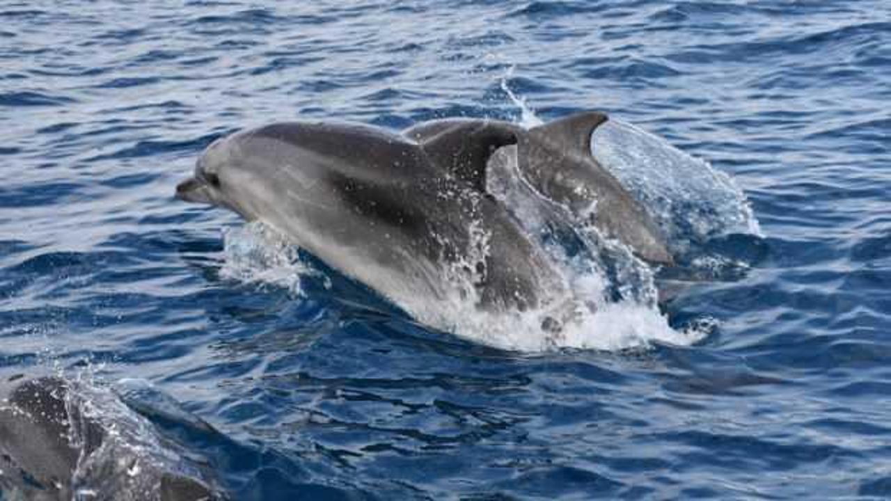 Kıyıya vuran yunuslar Alzheimer &ccedil;ıktı