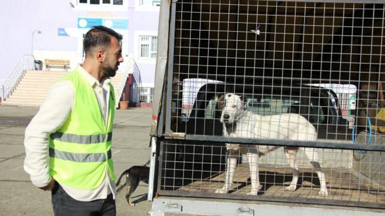Trabzon’da yeni bir pitbull saldırısını, müdür yardımcısının dikkati önledi