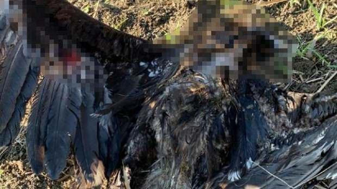 Uydu vericili kara akbaba, Çatalca'da silahla öldürüldü