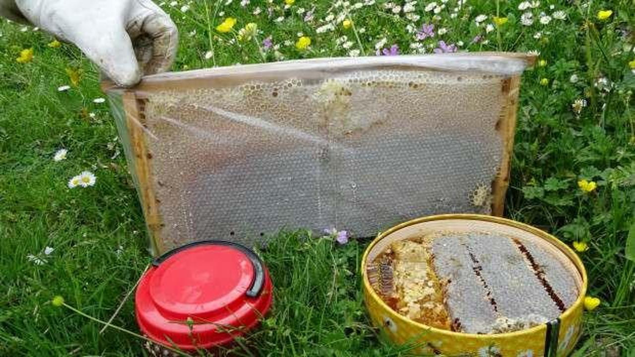 Uzmanından sahte bal uyarısı: Hiç arı görmeden üretilen ballar var
