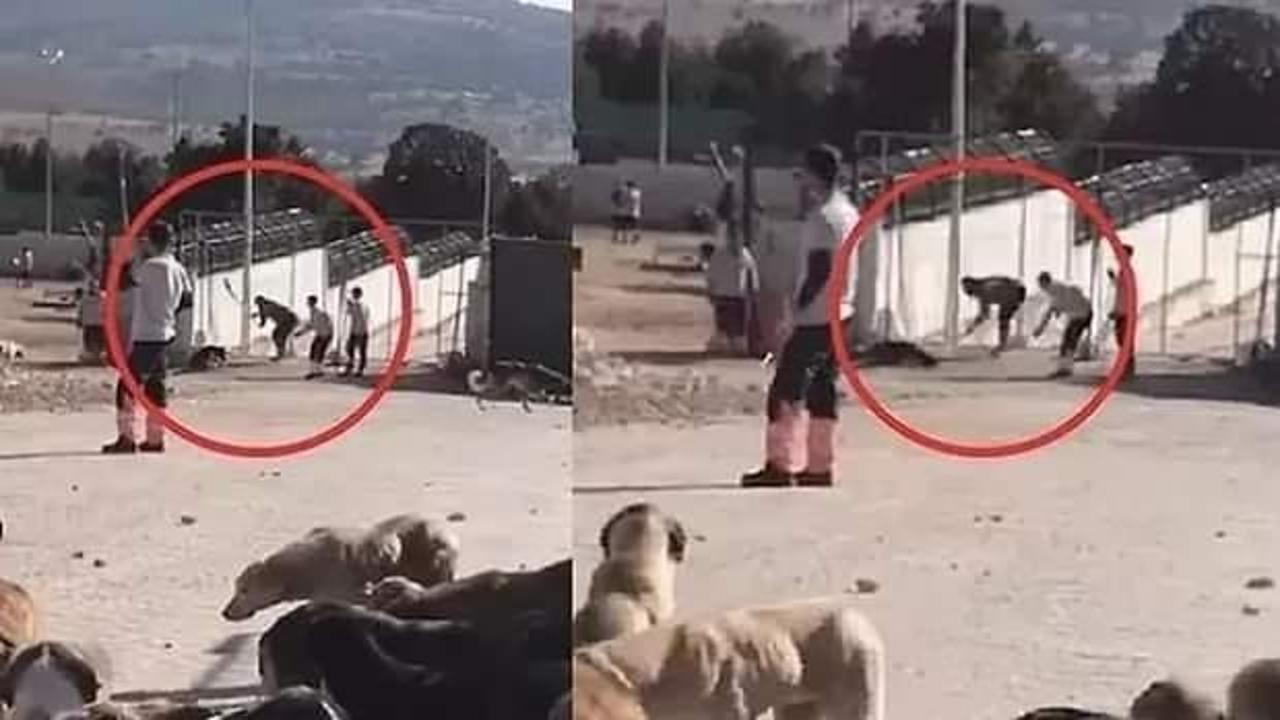 Barınakta k&ouml;peğe eziyetle ilgili tahliye kararı