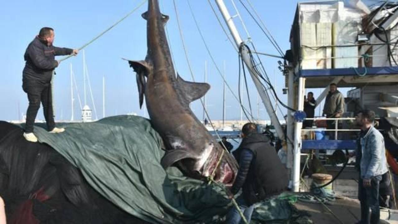 İzmir'de 2 tonluk k&ouml;pek balığı şaşkınlığı
