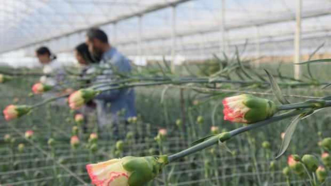 Kimse yetiştirmeye cesaret edemiyor! Tanesi 2 ile 5 TL arasında