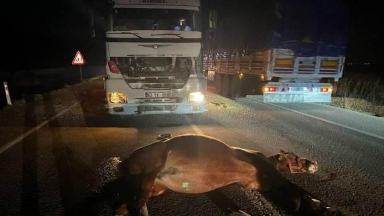 Şanlıurfa'da feci kaza! Y&uuml;zbinlerce liralık 2 yarış atı telef oldu