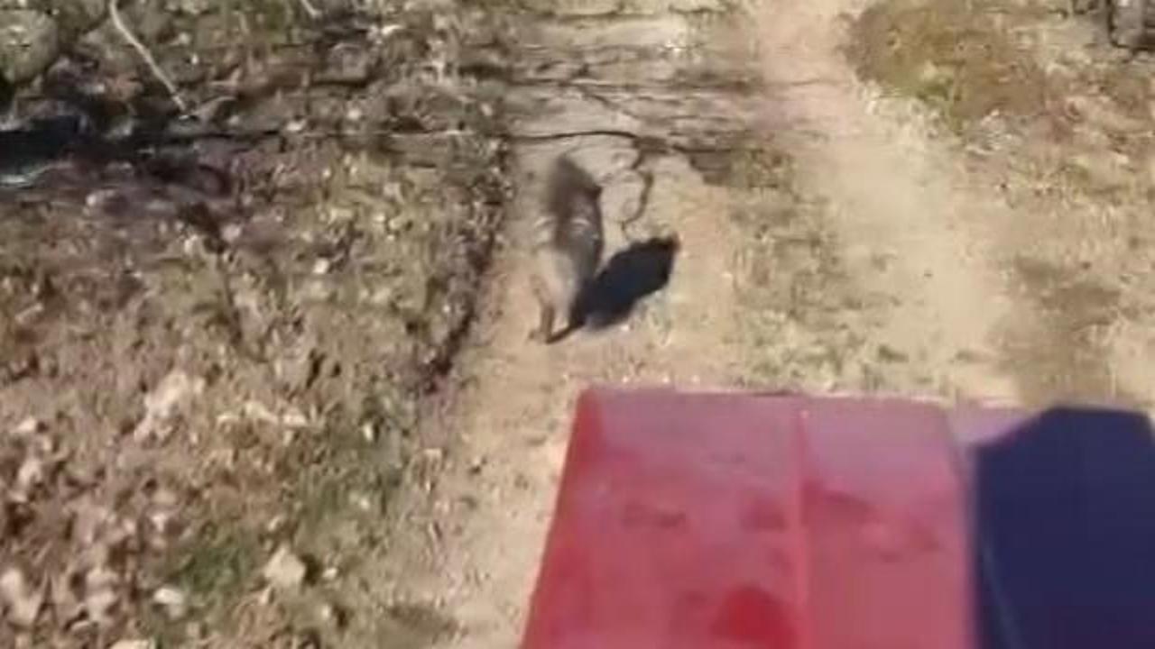 Trakt&ouml;r s&uuml;r&uuml;c&uuml;s&uuml;ne eşlik eden sırtlan şaşkına &ccedil;evirdi