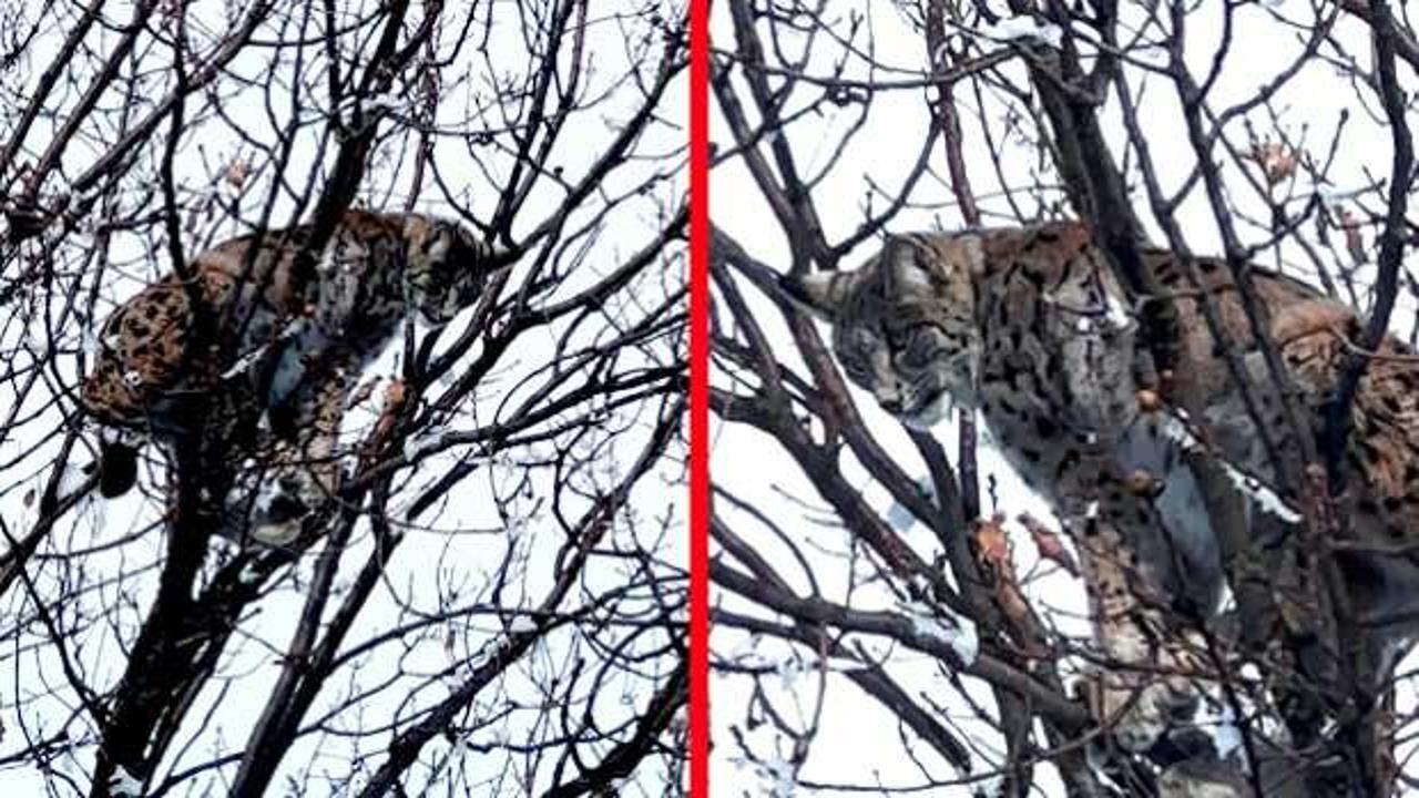 Tunceli'de şaşırtan olay! K&ouml;peklerin saldırısından ka&ccedil;an vaşak ağa&ccedil;ta mahsur kaldı