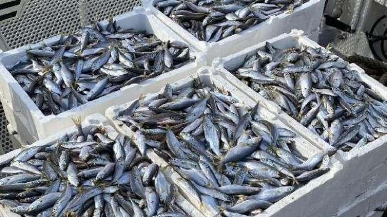 Boğaz'da kaçak trol ağında 400 kilogram balık ele geçirildi